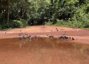 Maya ormanlarının kelebek mevsimi