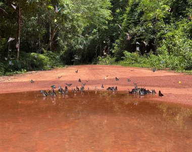 Maya ormanlarının kelebek mevsimi