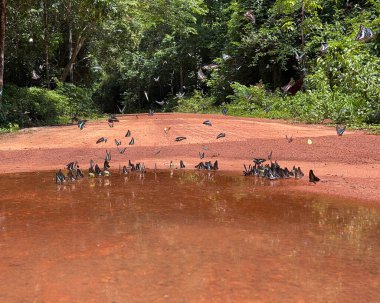 Maya ormanlarının kelebek mevsimi