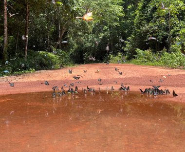 Maya ormanlarının kelebek mevsimi