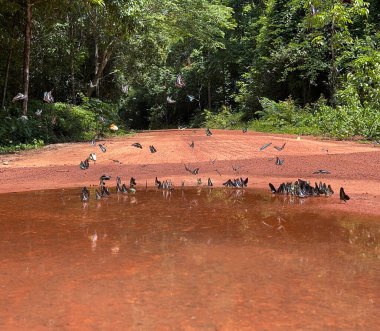 Maya ormanlarının kelebek mevsimi