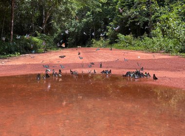 Maya ormanlarının kelebek mevsimi