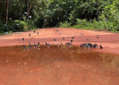Maya ormanlarının kelebek mevsimi
