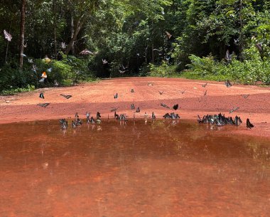 Maya ormanlarının kelebek mevsimi