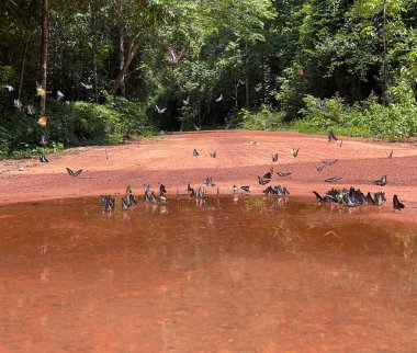 Maya ormanlarının kelebek mevsimi