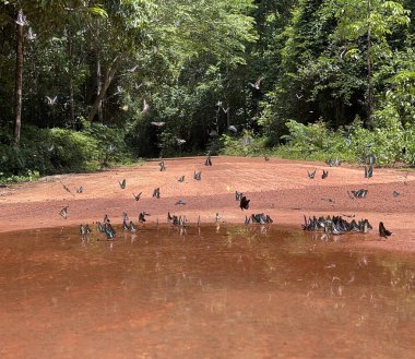 Maya ormanlarının kelebek mevsimi