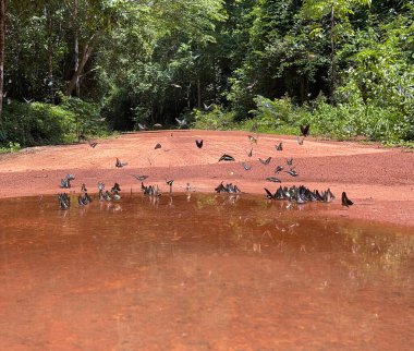 Maya ormanlarının kelebek mevsimi
