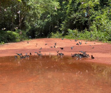 Maya ormanlarının kelebek mevsimi