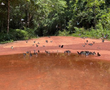 Maya ormanlarının kelebek mevsimi