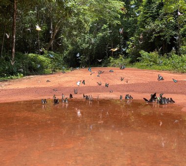 Maya ormanlarının kelebek mevsimi