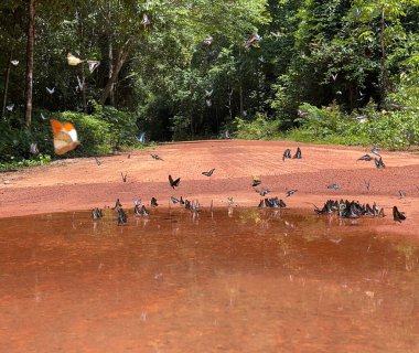 Maya ormanlarının kelebek mevsimi