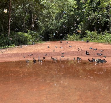 Maya ormanlarının kelebek mevsimi