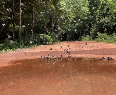 Maya ormanlarının kelebek mevsimi