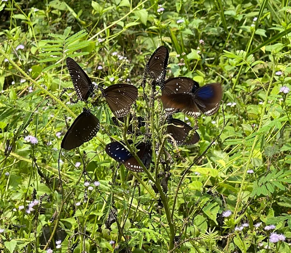 Temporada Mariposas Del Bosque Mada — Foto de Stock