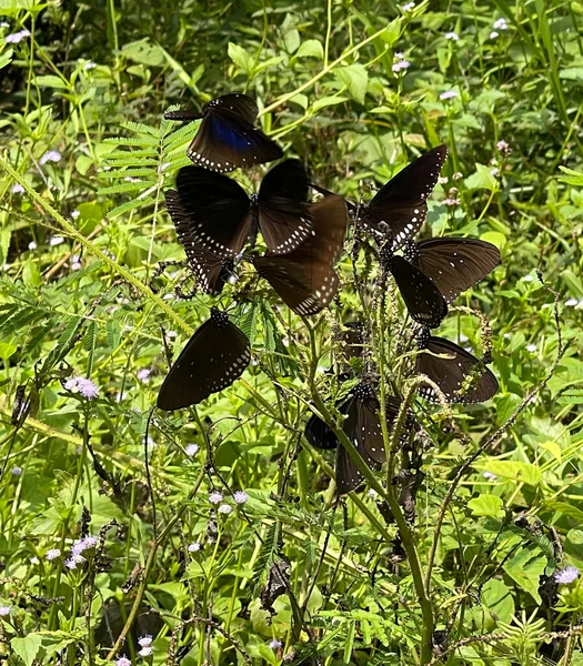 Сезон Бабочек Лесах Мады — стоковое фото