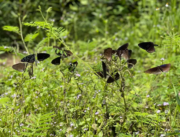 Temporada Mariposas Del Bosque Mada — Foto de Stock