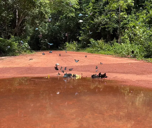 Maya ormanlarının kelebek mevsimi