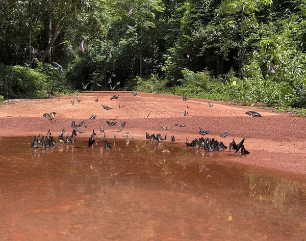 Maya ormanlarının kelebek mevsimi