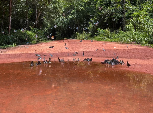 Maya ormanlarının kelebek mevsimi
