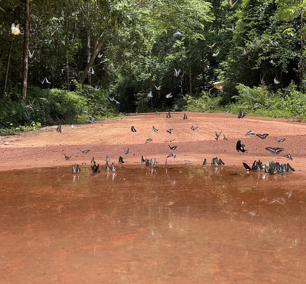 Maya ormanlarının kelebek mevsimi