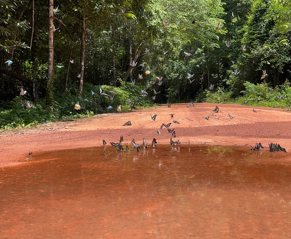 Maya ormanlarının kelebek mevsimi