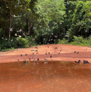 Maya ormanlarının kelebek mevsimi