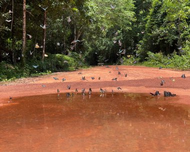 Maya ormanlarının kelebek mevsimi