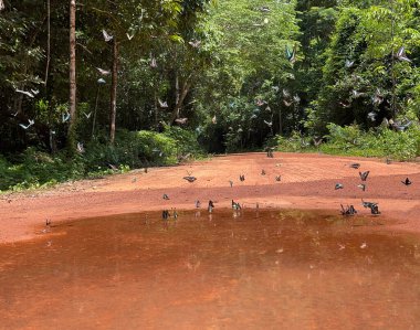 Maya ormanlarının kelebek mevsimi