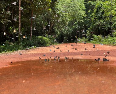 Maya ormanlarının kelebek mevsimi