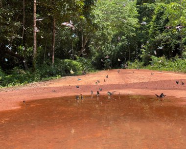 Maya ormanlarının kelebek mevsimi