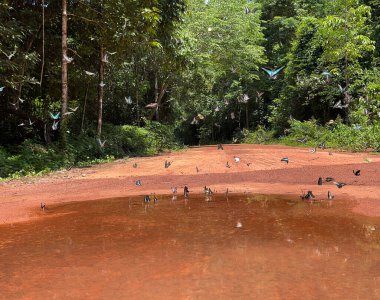 Maya ormanlarının kelebek mevsimi