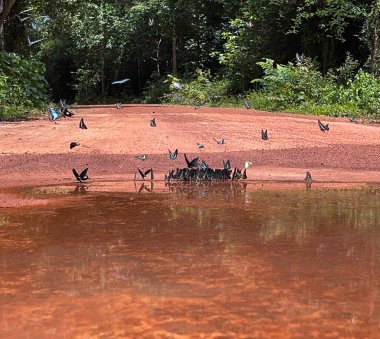 Maya ormanlarının kelebek mevsimi