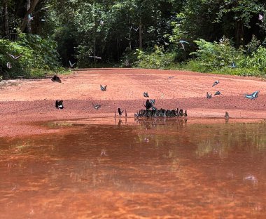 Maya ormanlarının kelebek mevsimi