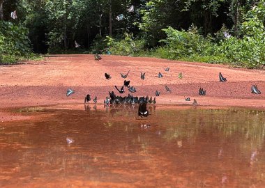 Maya ormanlarının kelebek mevsimi