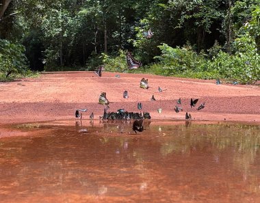 Maya ormanlarının kelebek mevsimi