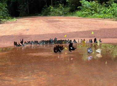 Maya ormanlarının kelebek mevsimi