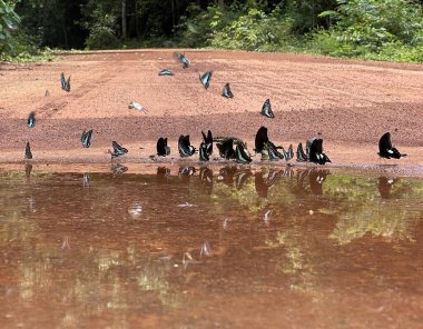 Maya ormanlarının kelebek mevsimi