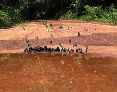 Maya ormanlarının kelebek mevsimi