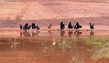 Maya ormanlarının kelebek mevsimi