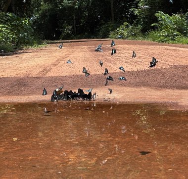 Maya ormanlarının kelebek mevsimi