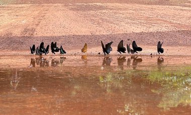 Maya ormanlarının kelebek mevsimi