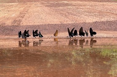 Maya ormanlarının kelebek mevsimi