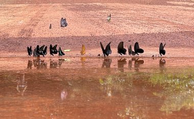 Maya ormanlarının kelebek mevsimi