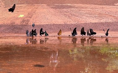Maya ormanlarının kelebek mevsimi