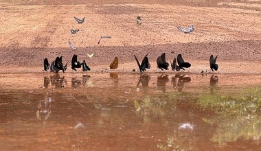 Maya ormanlarının kelebek mevsimi