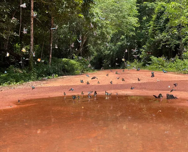 Maya ormanlarının kelebek mevsimi