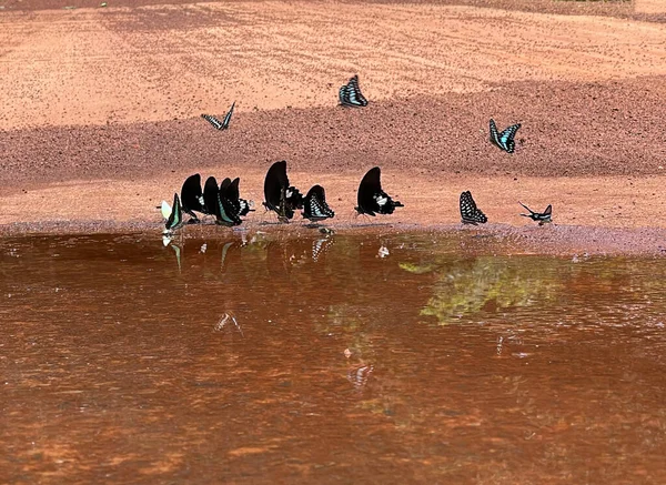 Maya ormanlarının kelebek mevsimi