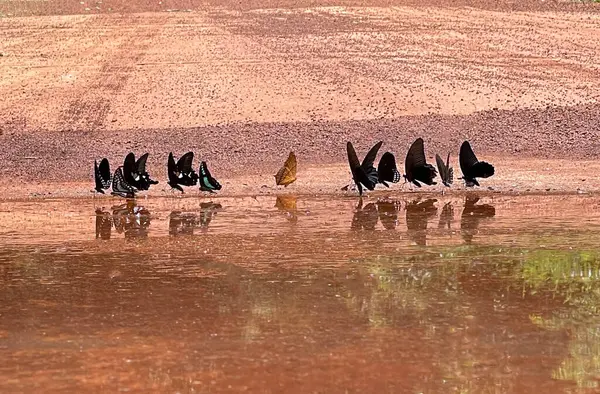 Maya ormanlarının kelebek mevsimi