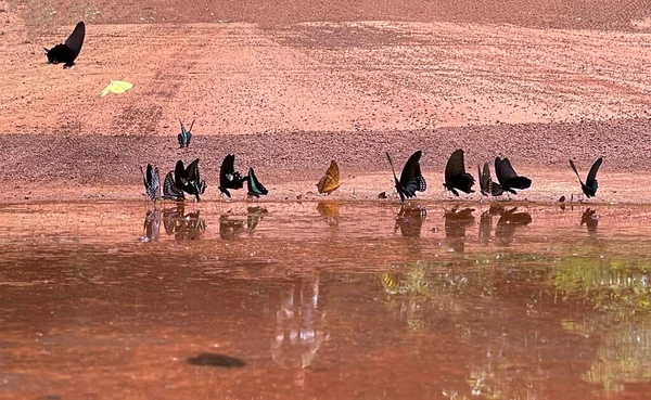 Maya ormanlarının kelebek mevsimi
