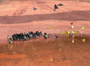 Maya ormanlarının kelebek mevsimi